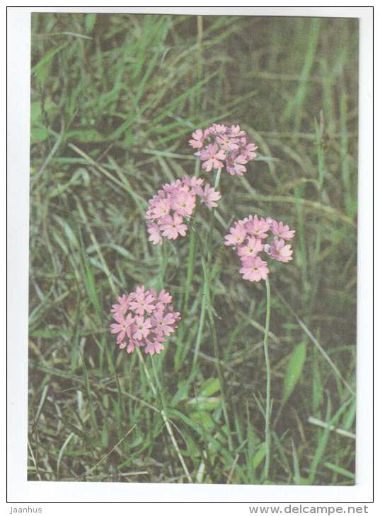 Bird´s-Eye Primrose - Primula farinosa - Spring Flowers - 1986 - Estonia USSR - unused - JH Postcards