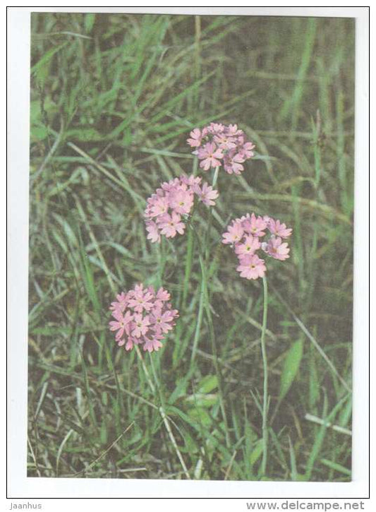 Bird´s-Eye Primrose - Primula farinosa - Spring Flowers - 1986 - Estonia USSR - unused - JH Postcards
