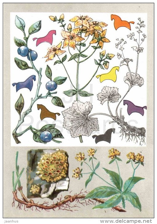 madder dyeing - tutsan - blueberry - Dyeing Plants - Amazing Plants - 1976 - Russia USSR - unused - JH Postcards