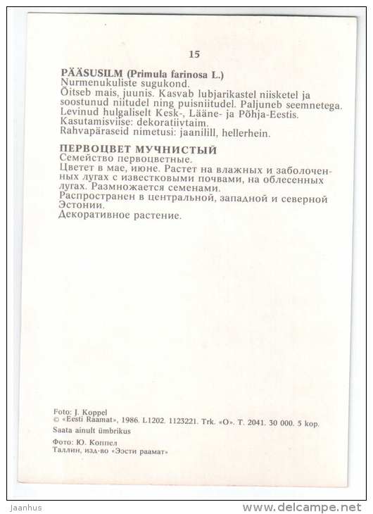 Bird´s-Eye Primrose - Primula farinosa - Spring Flowers - 1986 - Estonia USSR - unused - JH Postcards