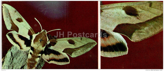 Celerio nicaea - moth - butterfly - 1976 - Russia USSR - unused - JH Postcards