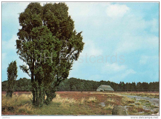 Lüneburger Heide - Lhei 524 - Germany - 1972 gelaufen - JH Postcards