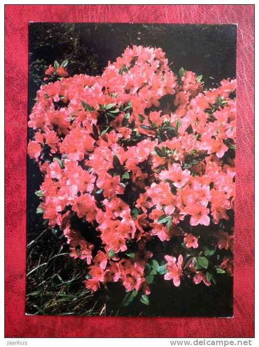 rhododendron - Enzett Weesenstein -  flowers - Czechoslovakia - unused - JH Postcards
