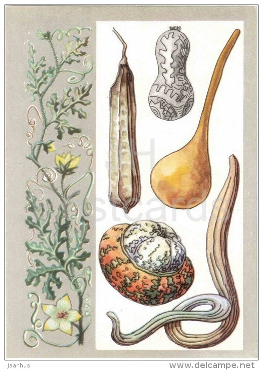 melon - pumpkin - luffa - The Largest fruits - Amazing Plants - 1976 - Russia USSR - unused - JH Postcards