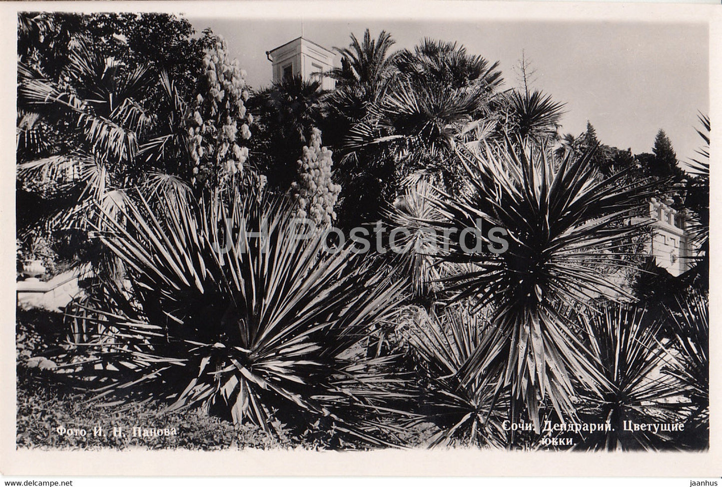 Sochi - Dendrarium - Blooming Yucca - 1960 - Russia USSR - unused - JH Postcards