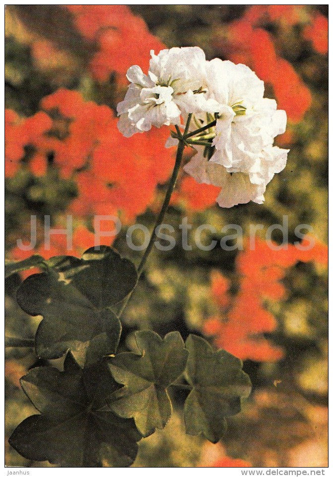 Weisse Perle - flowers - Geranium - 1985 - Czech - Czechoslovakia - unused - JH Postcards
