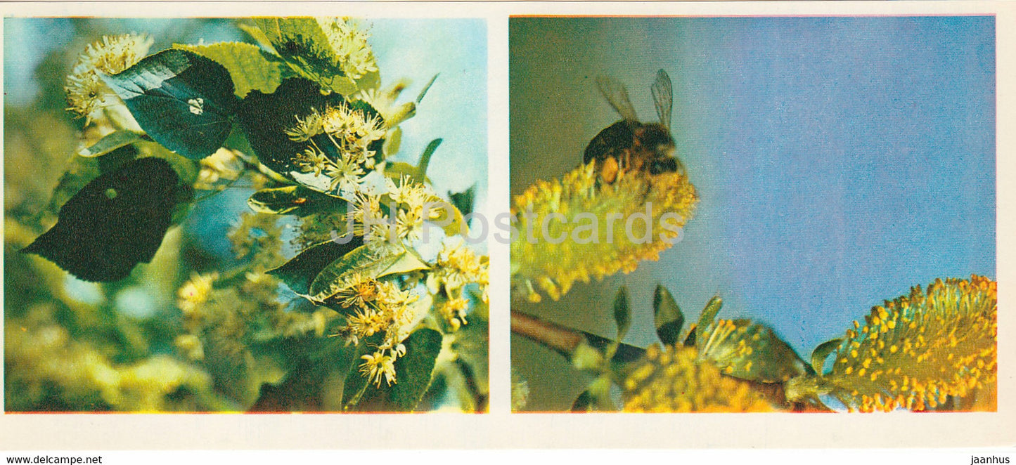 linden and willow - bee - Forest Wealth - 1981 - Russia USSR - unused - JH Postcards