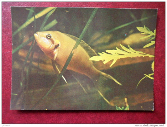 Princess cichlid - Lamprologus brichardi - aquarium fishes - 1982 - Russia USSR - unused - JH Postcards