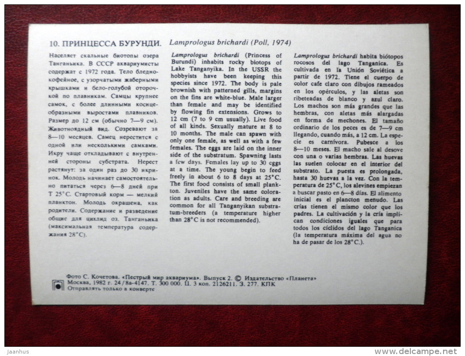 Princess cichlid - Lamprologus brichardi - aquarium fishes - 1982 - Russia USSR - unused - JH Postcards