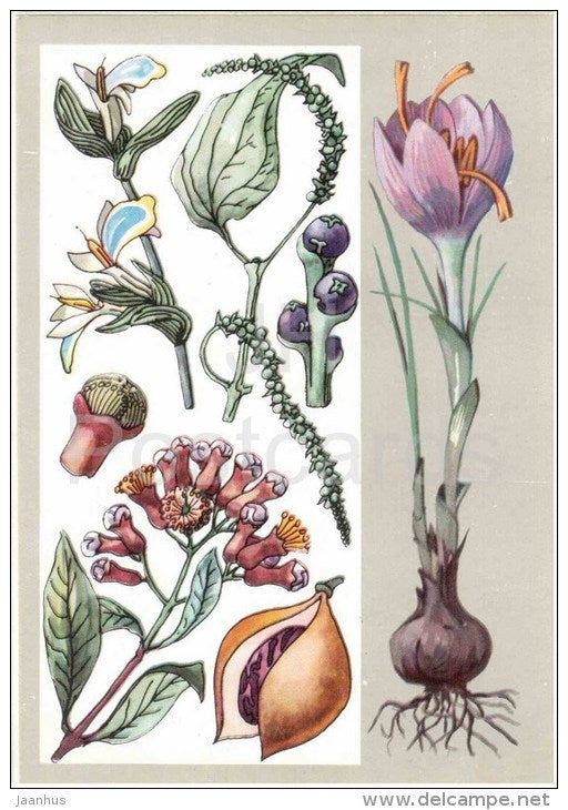 saffron - nutmeg - clove - black pepper - cardamom - Spice Plants - Amazing Plants - 1976 - Russia USSR - unused - JH Postcards