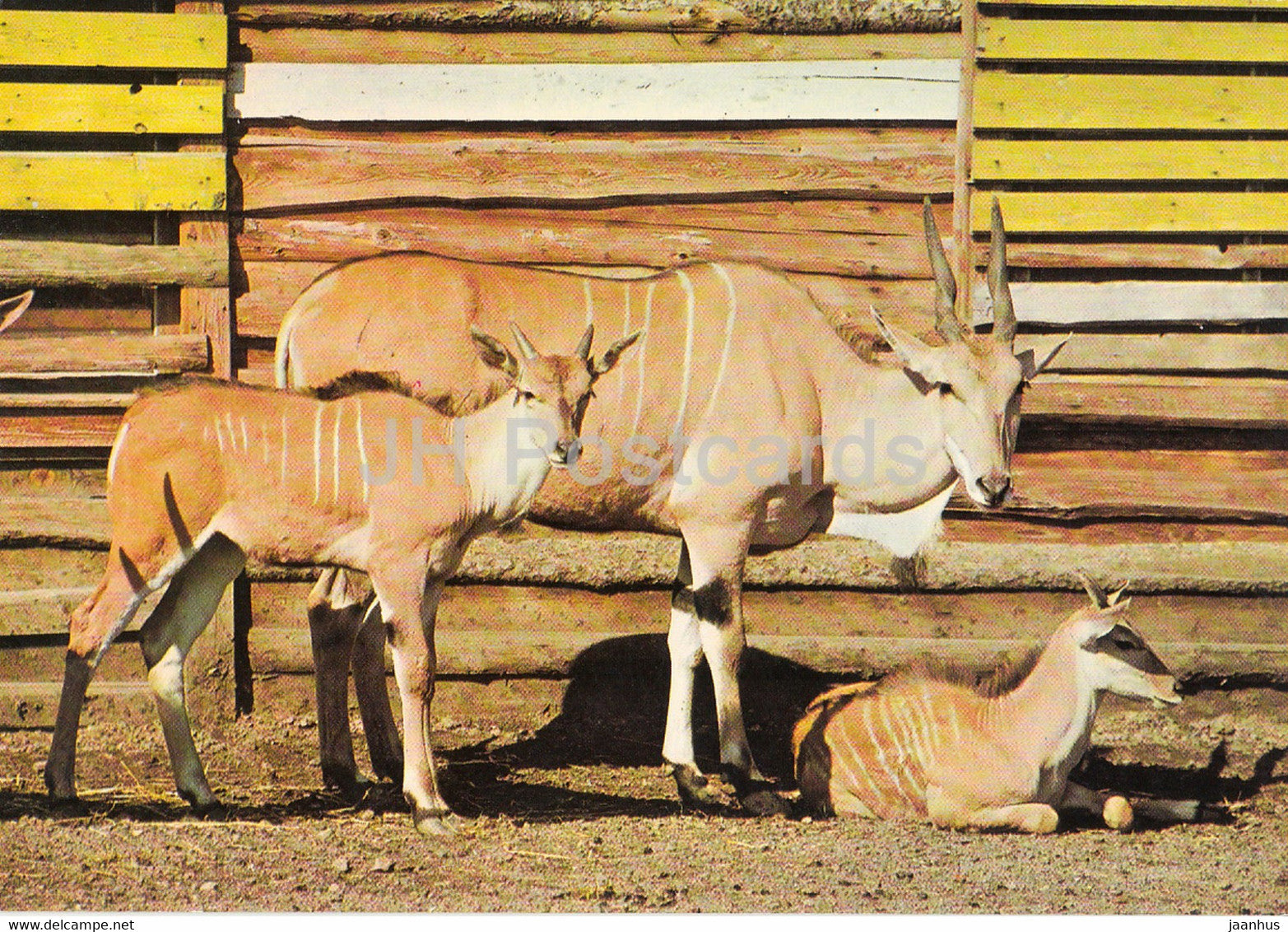 East African Eland - Taurotragus Oryx Pattersonianius - animals - Zoo - Czechoslovakia - unused - JH Postcards