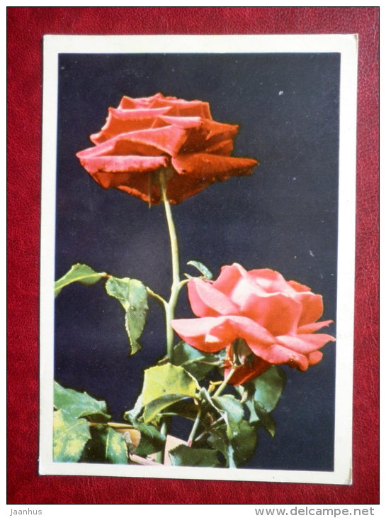 Greeting Card - red roses - flowers - 1969 - Belarus USSR - unused - JH Postcards