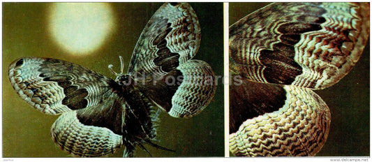 Brahmaea christophi - moth - butterfly - 1976 - Russia USSR - unused - JH Postcards