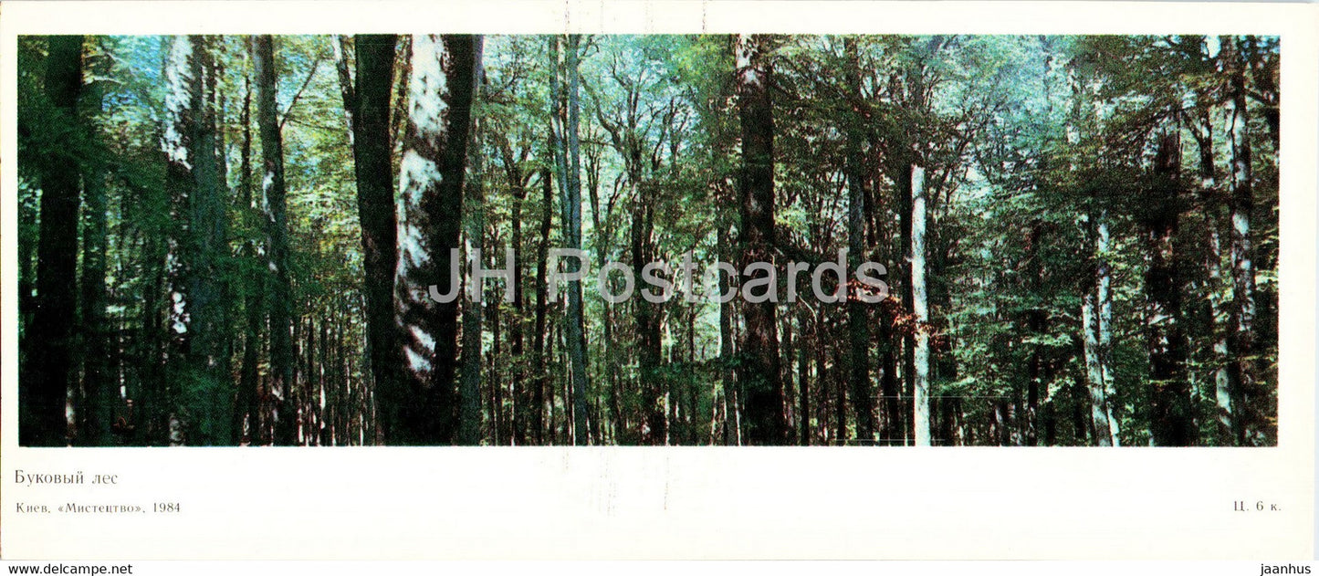 Beech forest - protected places of Crimea - 1984 - Ukraine USSR - unused - JH Postcards