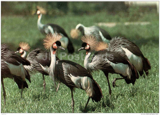 Black crowned crane - Balearica pavonina - bird - Zoo Animals - Czehoslovakia - unused - JH Postcards