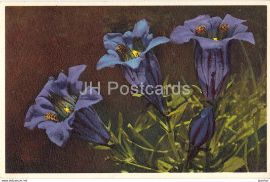 Gentiana Kochiana - Kohscher Enzian - Gentian - flowers - 1531 - old postcard - Switzerland - used - JH Postcards