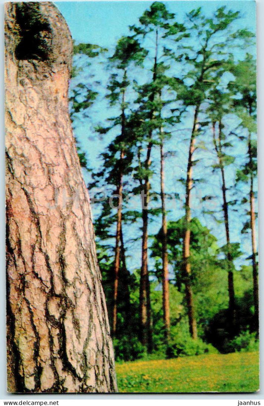 Zvenigorod - in the woods - 1970 - Russia USSR - unused - JH Postcards