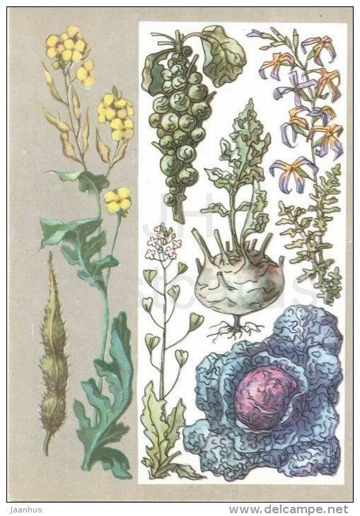 cabbage - kohlrabi - Brussels sprout - mustard - Brassicaceae - Amazing Plants - 1976 - Russia USSR - unused - JH Postcards