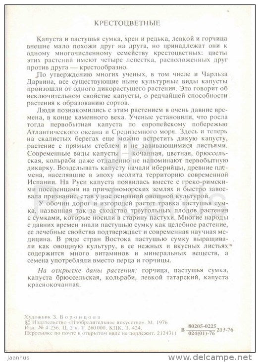 cabbage - kohlrabi - Brussels sprout - mustard - Brassicaceae - Amazing Plants - 1976 - Russia USSR - unused - JH Postcards