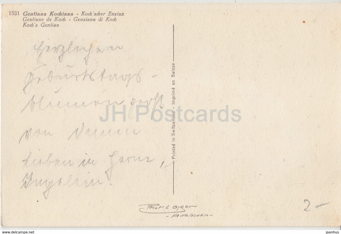 Gentiana Kochiana - Kohscher Enzian - Gentian - flowers - 1531 - old postcard - Switzerland - used