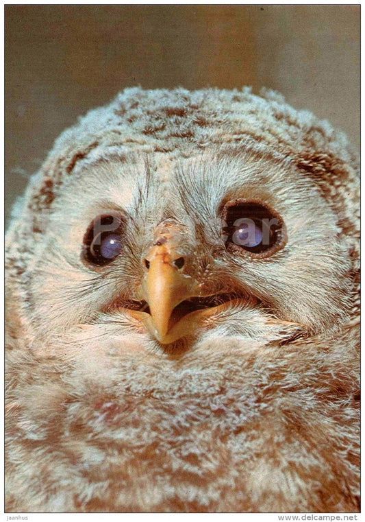 Tawny owl - Strix aluco - bird - large format card - Tallinn Zoo 50 - 1989 - Estonia USSR - unused - JH Postcards