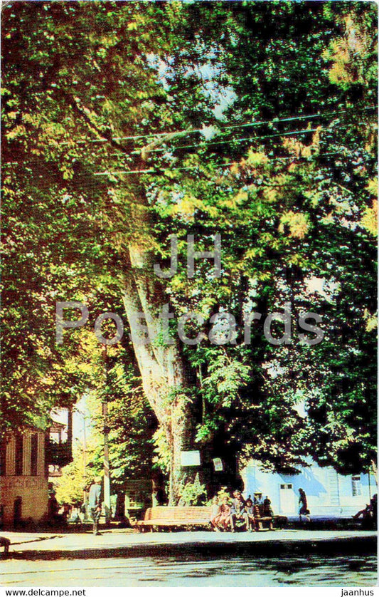 Zaqatala - Zakatala - Zakataly - 700 years old The Oriental plane-tree or Chinara - 1976 - Azerbaijan USSR - unused - JH Postcards
