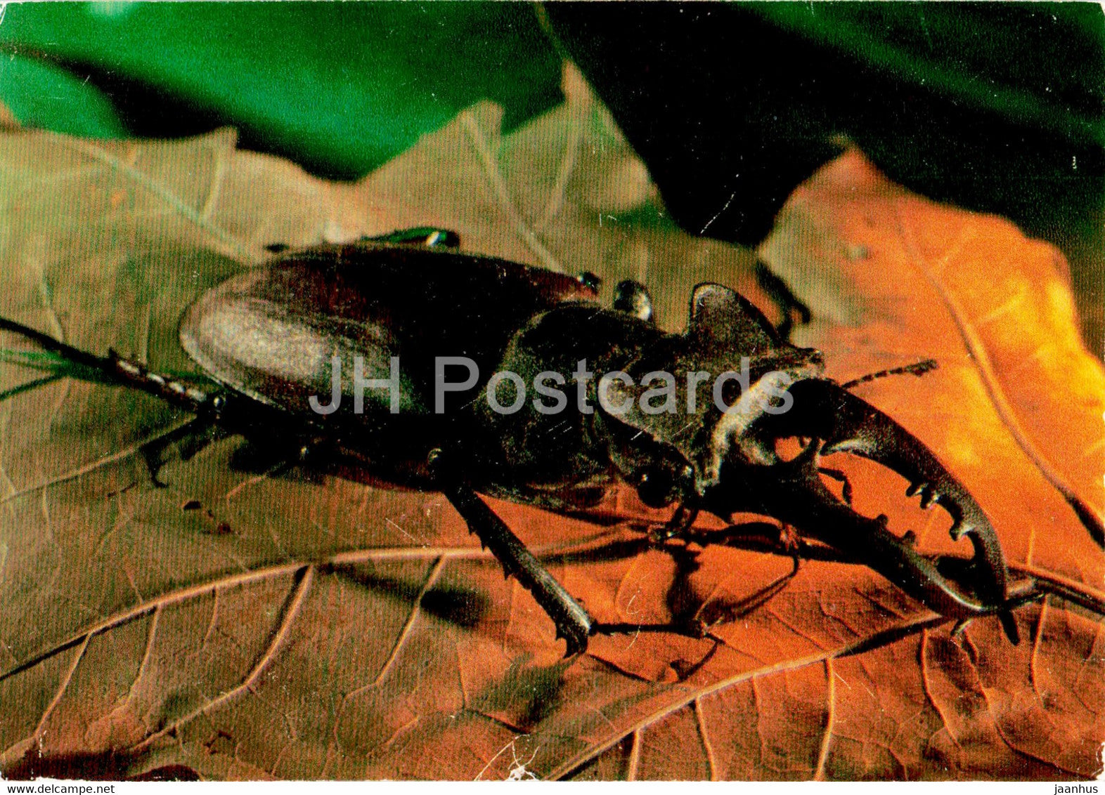 Miyama stag beetle - Lucanus maculifemoratus - insects - 1977 - Russia USSR - unused - JH Postcards