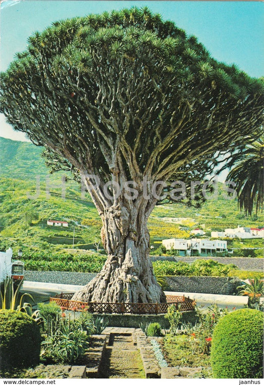 Tenerife - Icod de los Vinos - Famous Drago to the Icod - tree - 1982 - Spain - used - JH Postcards