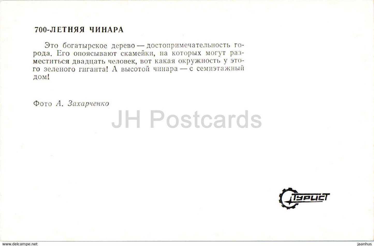 Zaqatala - Zakatala - Zakataly - 700 Jahre alt Die orientalische Platane oder Chinara - 1976 - Aserbaidschan UdSSR - unbenutzt