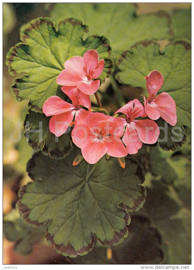 Preston Park - flowers - Geranium - 1985 - Czech - Czechoslovakia - unused - JH Postcards