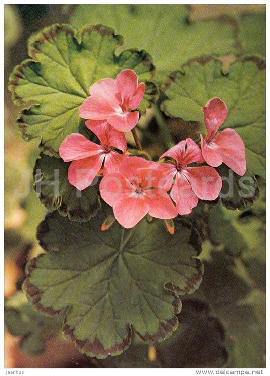 Preston Park - flowers - Geranium - 1985 - Czech - Czechoslovakia - unused - JH Postcards