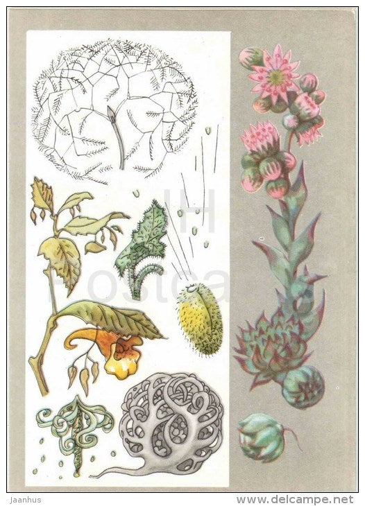 Impatiens noli-tangere - squirting cucumber - tumbleweed  - Caring Plants - Amazing Plants - 1976 - Russia USSR - unused - JH Postcards
