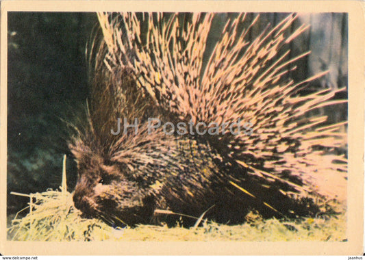 Porcupine - animals - zoo - 1963 - Russia USSR - unused - JH Postcards