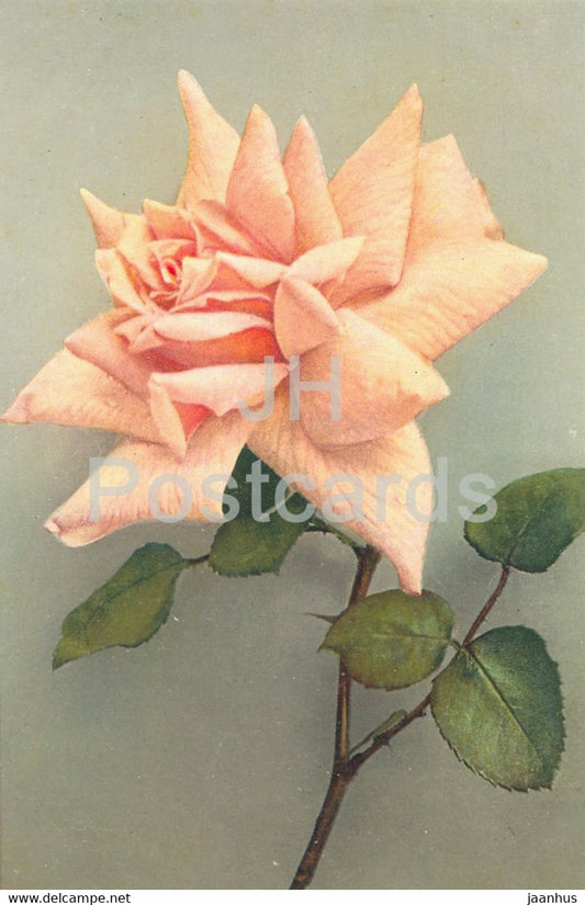 orange rose - flowers - Serie C No 15 - old postcard - Switzerland - unused - JH Postcards