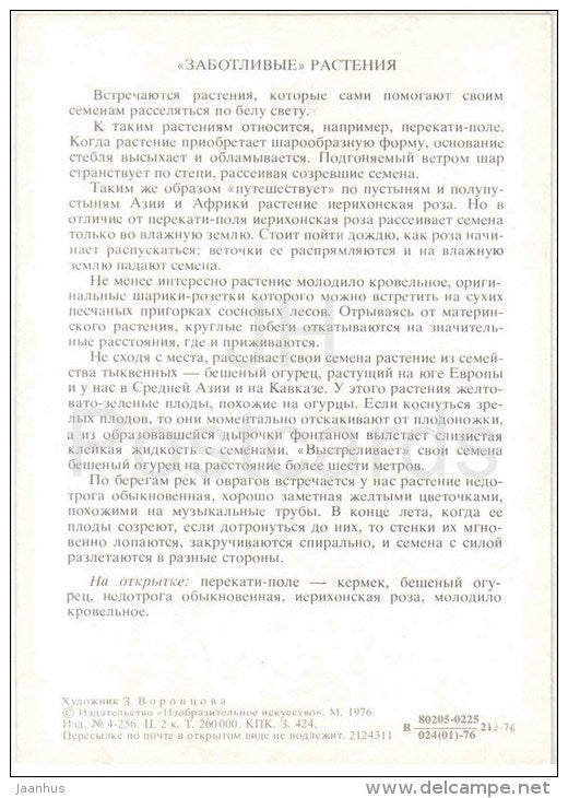 Impatiens noli-tangere - squirting cucumber - tumbleweed  - Caring Plants - Amazing Plants - 1976 - Russia USSR - unused - JH Postcards