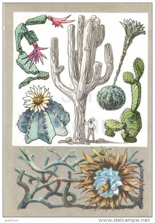Selenicereus - Prickly pear - Astrophytum - Epiphyllum - Cactus - Amazing Plants - 1976 - Russia USSR - unused - JH Postcards