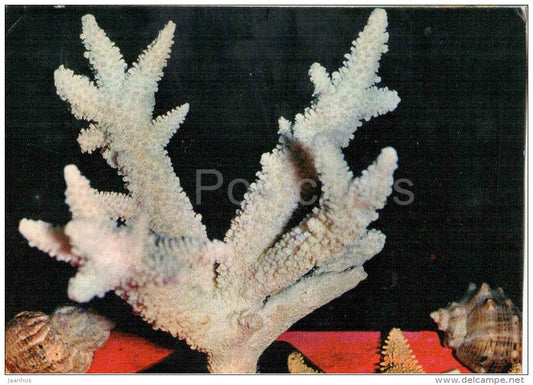 Staghorn coral - Acropora cervicornis - coral - 1975 - Russia USSR - unused - JH Postcards