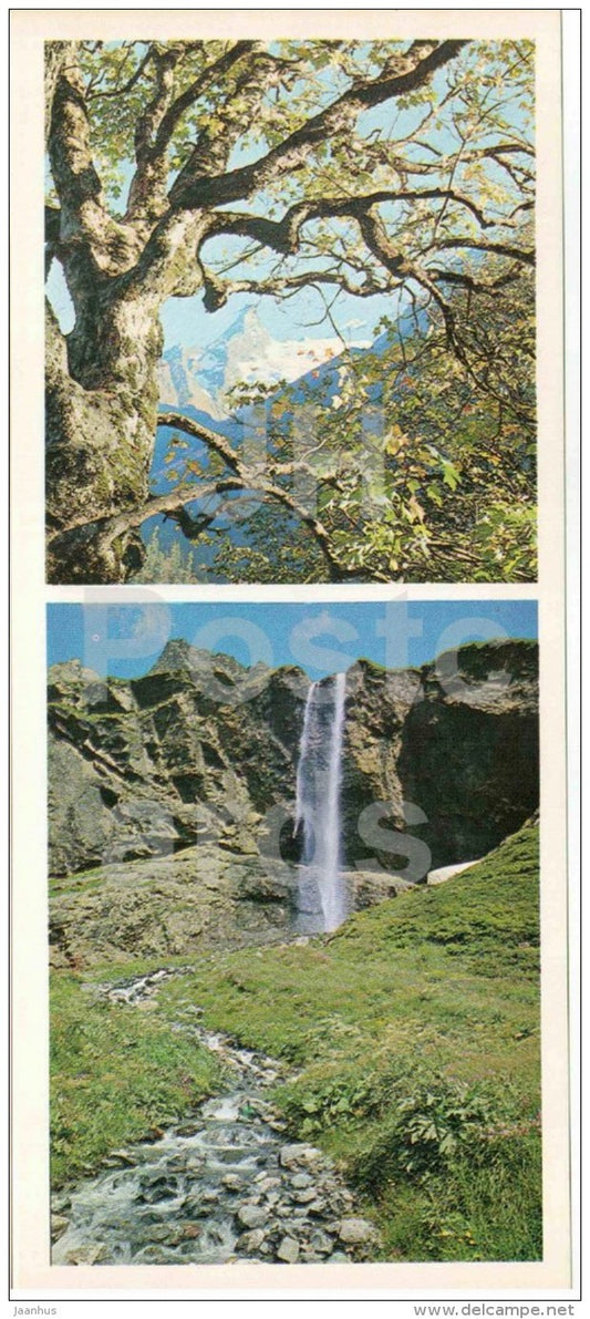 mountain maple tree - waterfall in Ptyshk canyon - Karachay-Cherkessia - 1978 - Russia USSR - unused - JH Postcards