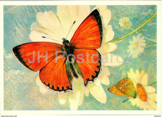 Scarce copper - Lycaena virgaureae - butterfly - butterflies - 1976 - Russia USSR - unused - JH Postcards