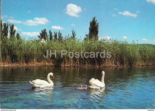 Sea View - birds - swan - 1982 - Switzerland - used - JH Postcards