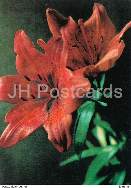 Lily - flowers - plants - Bulgaria - unused - JH Postcards