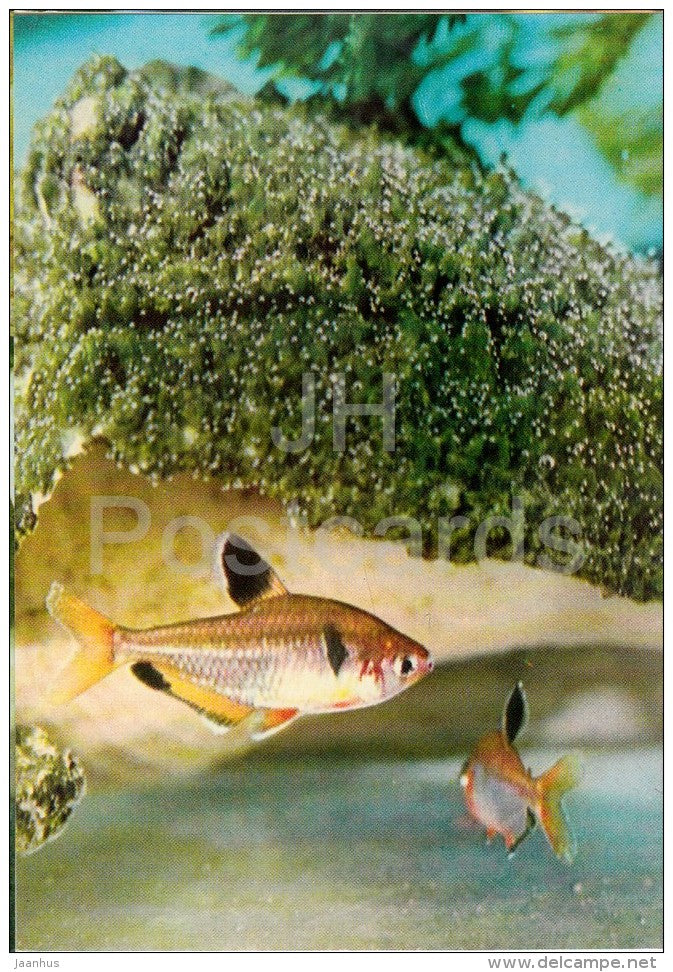 8 - Ornamental Fishes - old postcard - Vietnam - unused - JH Postcards