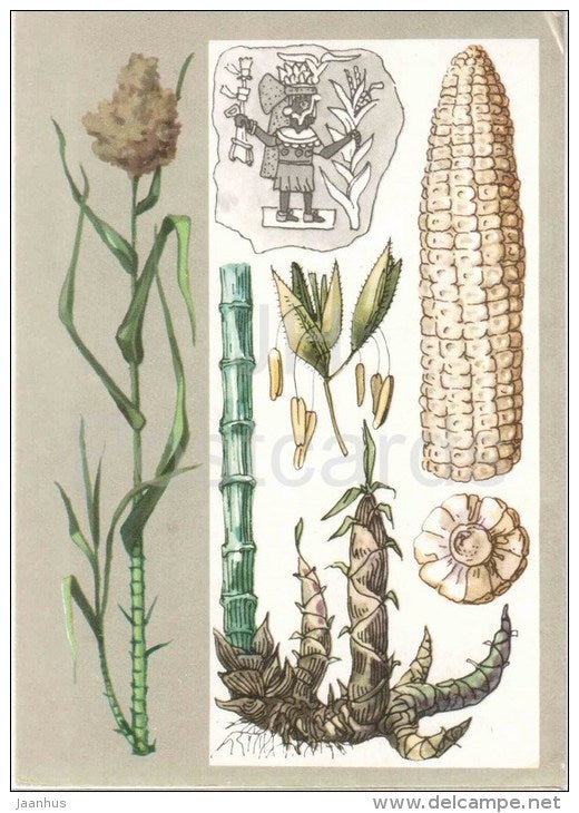 bamboo - corn - sugar cane - Giant Cereals - Amazing Plants - 1976 - Russia USSR - unused - JH Postcards