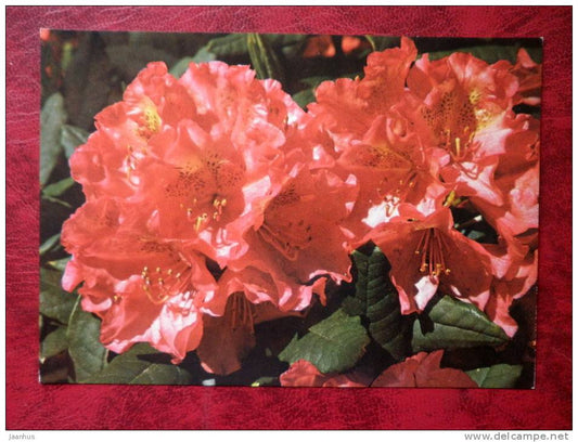 rhododendron - Moravanka -  flowers - Czechoslovakia - unused - JH Postcards