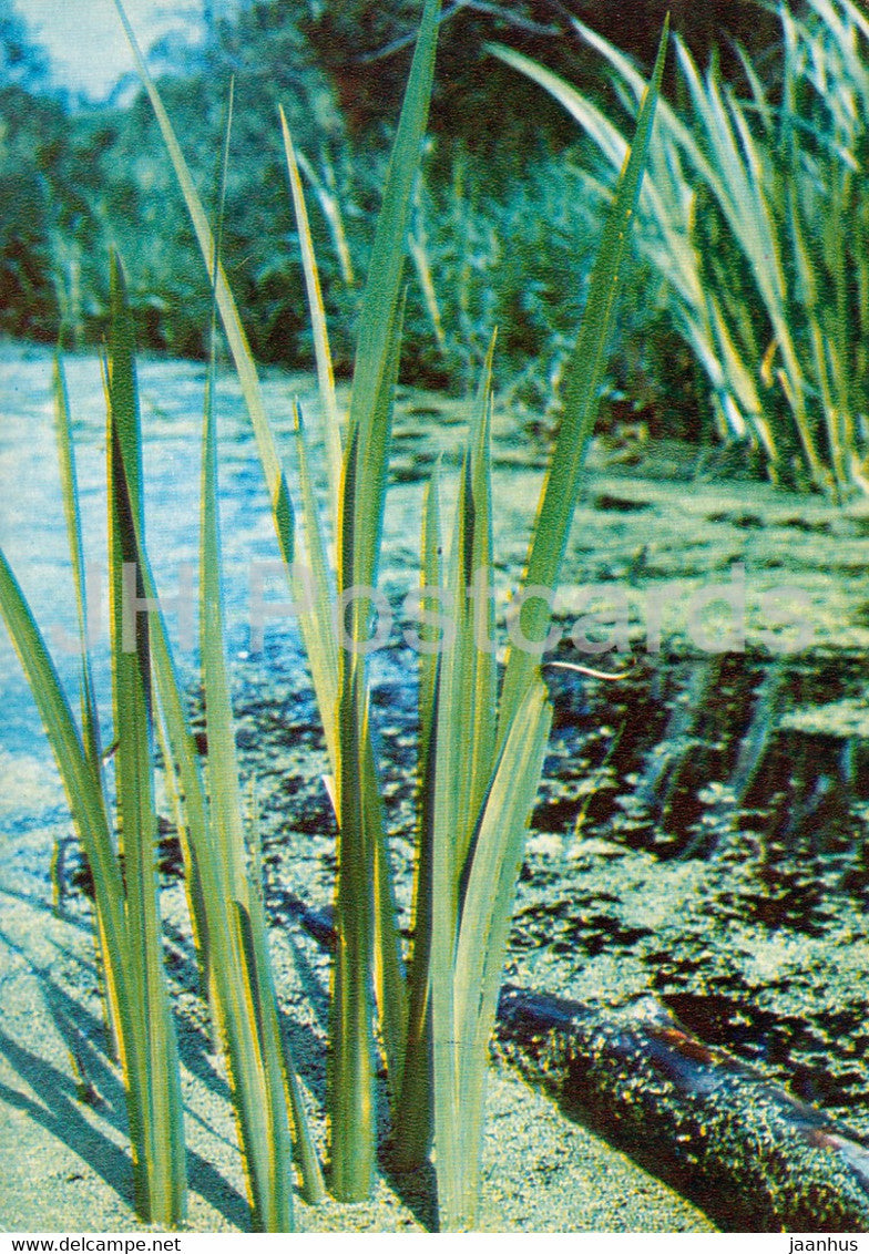 Sweet flag - Acorus calamus - Medicinal Plants - 1980 - Russia USSR - unused - JH Postcards