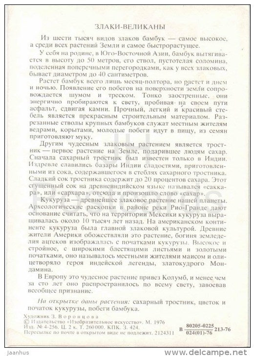 bamboo - corn - sugar cane - Giant Cereals - Amazing Plants - 1976 - Russia USSR - unused - JH Postcards