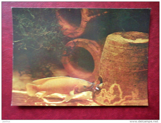 Lemon Ciclid - Lamprologus leleupi - aquarium fishes - 1982 - Russia USSR - unused - JH Postcards