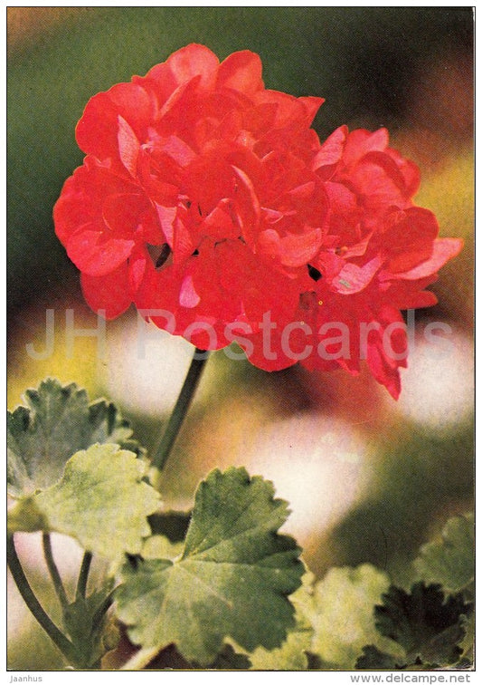 Irene - flowers - Geranium - 1985 - Czech - Czechoslovakia - unused - JH Postcards