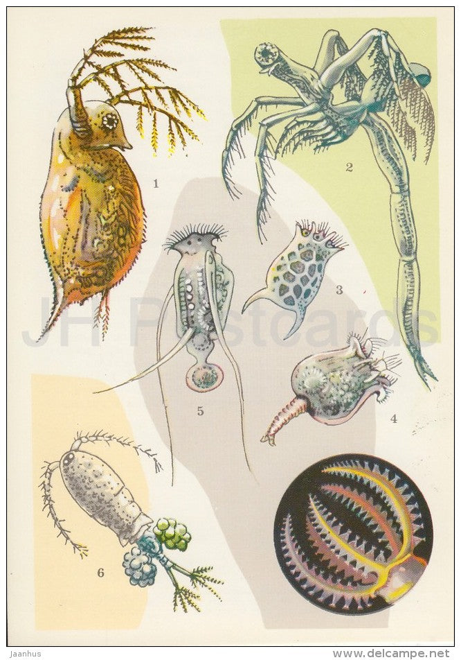 Daphnia , water flea - leptodora - Brachionus - Life in Water - 1977 - Russia USSR - unused - JH Postcards
