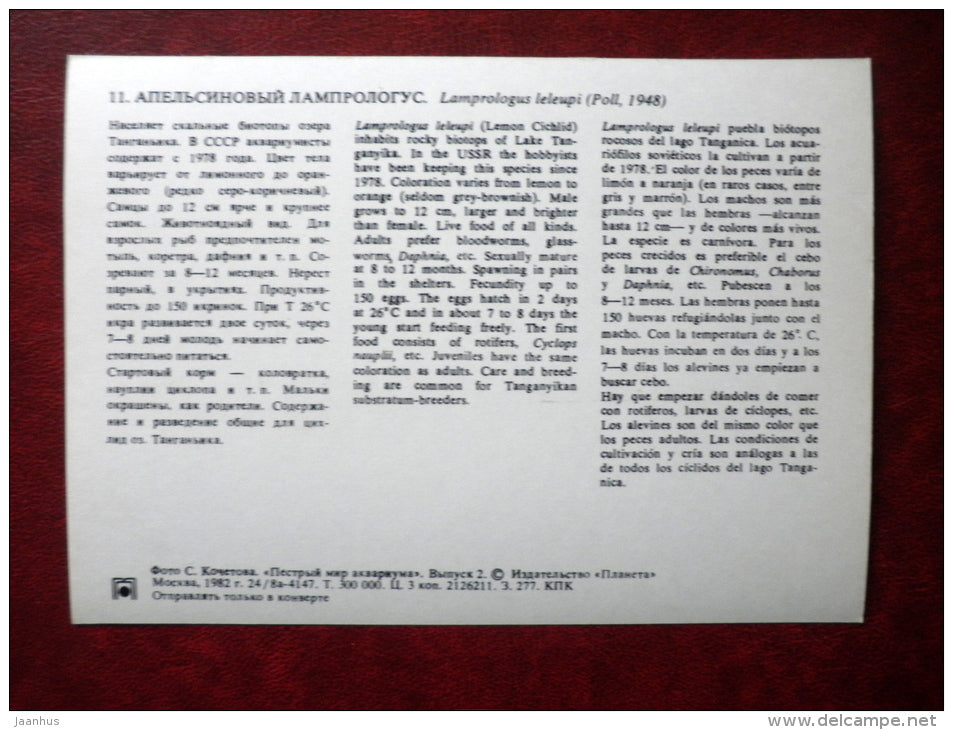 Lemon Ciclid - Lamprologus leleupi - aquarium fishes - 1982 - Russia USSR - unused - JH Postcards